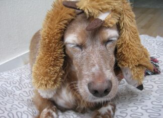 Czy perukę można nosić codziennie?