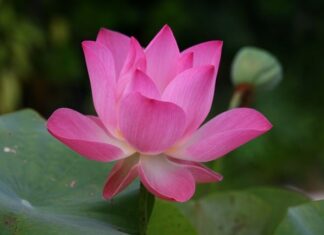 Jak jest po angielsku notes?