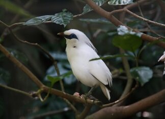 Czy można wymienić pasy bezpieczeństwa?