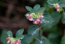 Jak Rozpuścić woskowinę u dziecka?