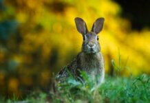 Czy wodą utleniona można czyścić uszy?