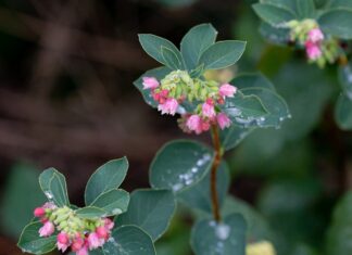 Co rozpuszcza woskowinę?