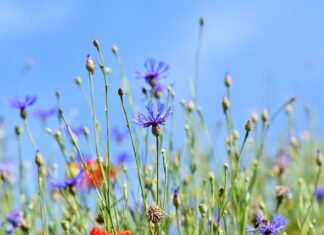 Do czego służy guzik na pasach w samochodzie? Do czego służy guzik na pasach w samochodzie?