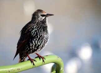 Czy widać że mam perukę? Czy widać że mam perukę?