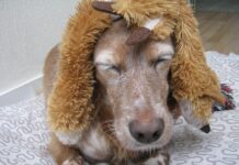 Gdzie można kupić tanią perukę?