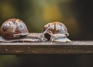 Jak działa czujnik zapięcia pasów? Jak działa czujnik zapięcia pasów?