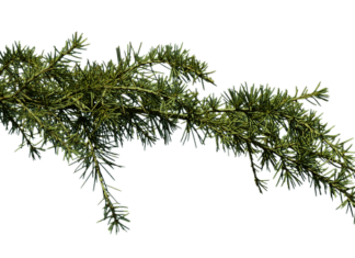 Co kupić w aptece na zatkane uszy? Co kupić w aptece na zatkane uszy?