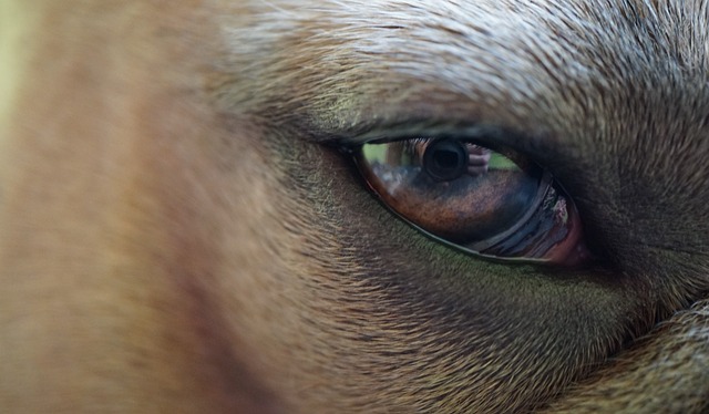 Ile czasu goi się błona bębenkowa? Ile czasu goi się błona bębenkowa?