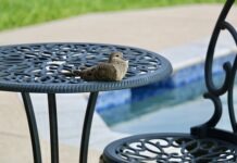 Czy można kąpać się w basenie z podpaska?