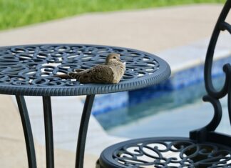 Czy można kąpać się w basenie z podpaska?
