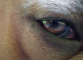 Od czego może pęknąć błona bębenkowa? Od czego może pęknąć błona bębenkowa?