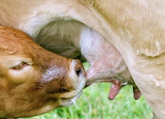 Kiedy smoczek psuje zgryz?