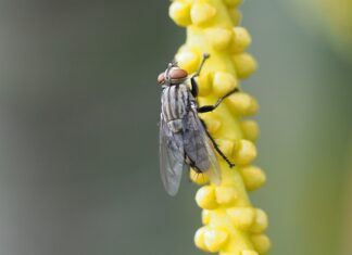 Co to jest trupia pleśń?