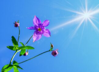 Czy można chodzić z bronią po ulicy?