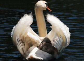 Jakie pasy w foteliku samochodowym? Jakie pasy w foteliku samochodowym?