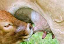 Czy okrągłe smoczki są zdrowe?