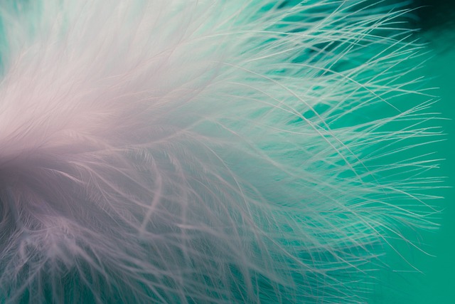 Ile kosztuje piórko? Ile kosztuje piórko?