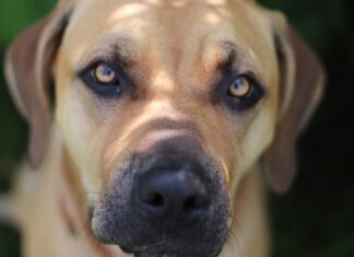 Jak jest po hiszpańsku piórnik?