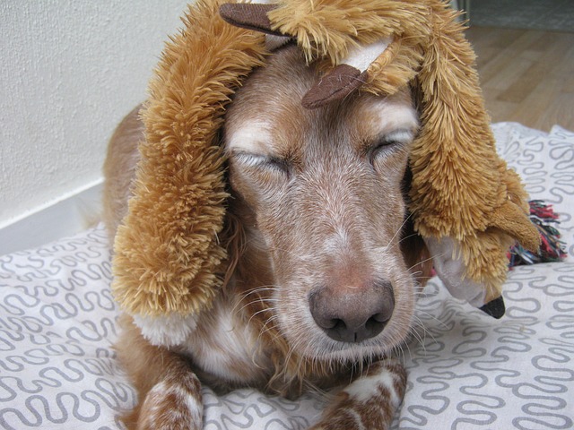 Czy perukę widać? Czy perukę widać?