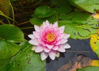 Od jakiego wzrostu dziecko może jeździć bez podkładki? Od jakiego wzrostu dziecko może jeździć bez podkładki?